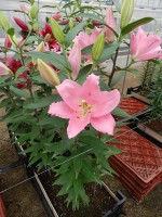 [5710 DJ OR-02 No01.JPG]